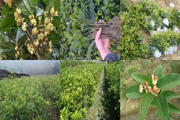 桂花一年要开几次花呢1682989951322