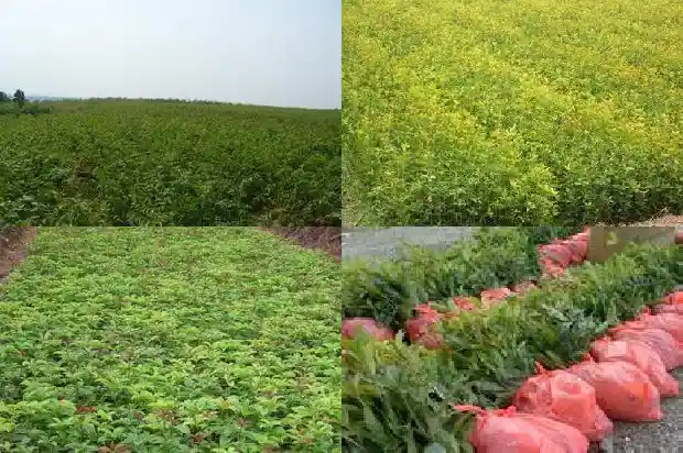 桂花一年要开几次花呢1682989951370