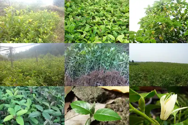 桂花一年要开几次花呢1682989951418