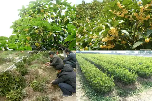 桂花开花一年开几次啊1682989961437