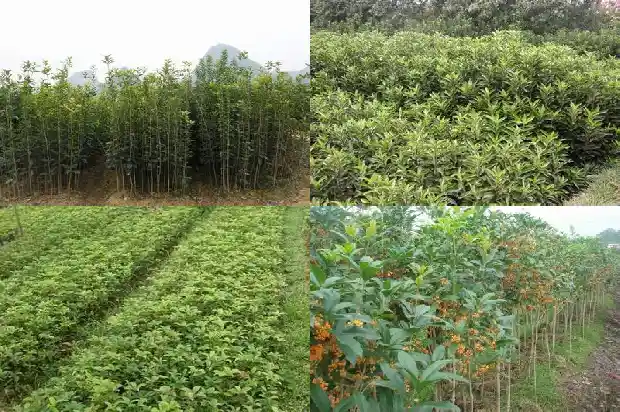 桂花每年开几次花呀1682989969453