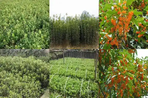冬季移栽桂花树能成活吗1690245477024