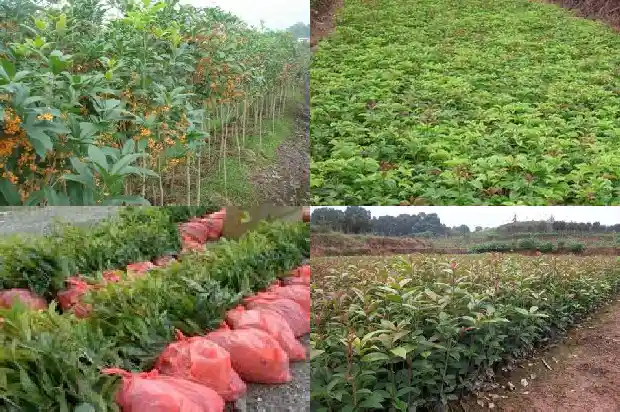 桂花花几月开花1682990004847
