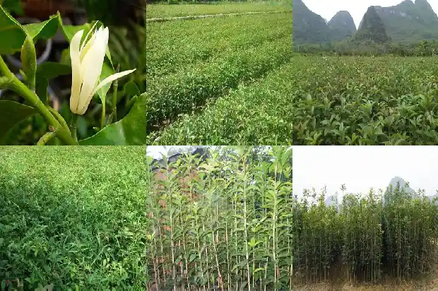 桂花花几月开花1682990004895