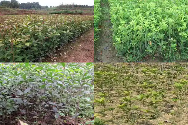 桂花花几月开花1682990004990