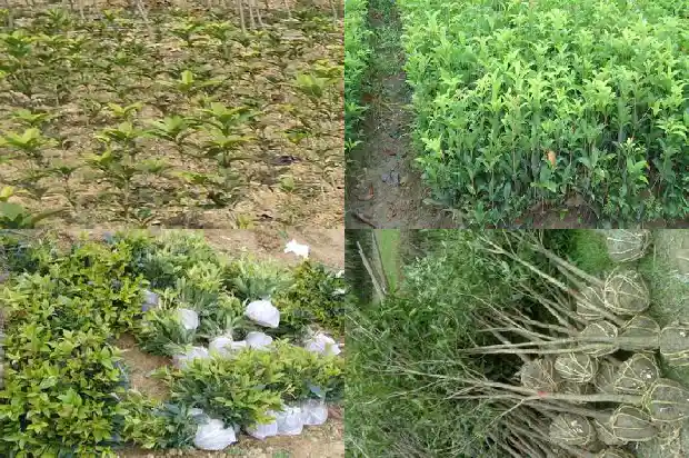 桂花开两次花1682990012546