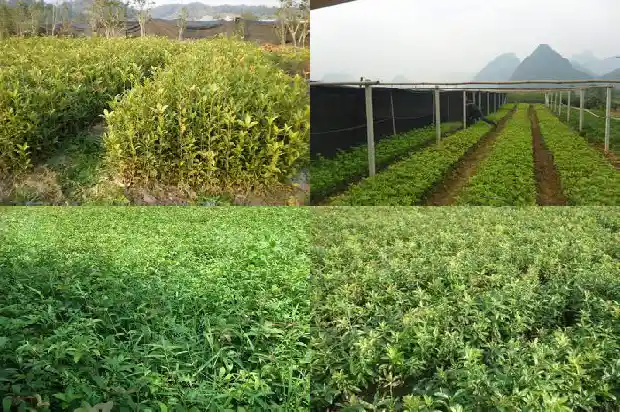 桂花开两次花寓意1682990024832