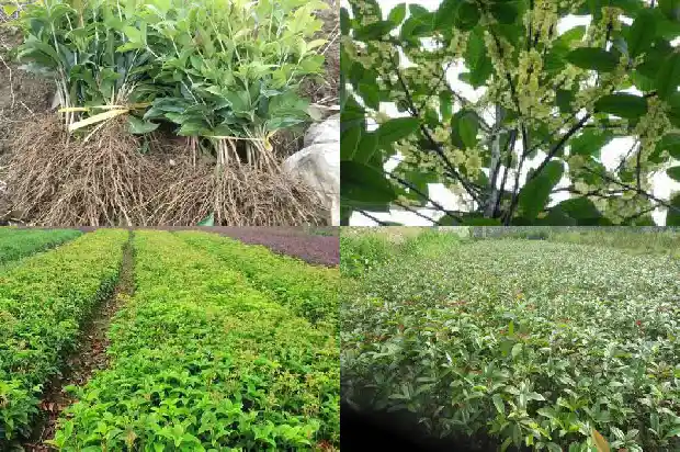 桂花树河南可以种植吗1690504462221