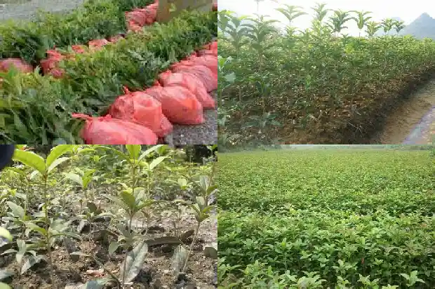 桂花开两次花寓意1682990024975