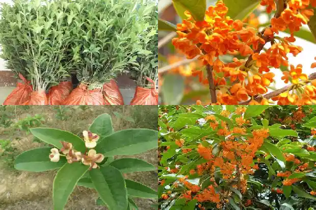 南方桂花一年开几次1682990032777