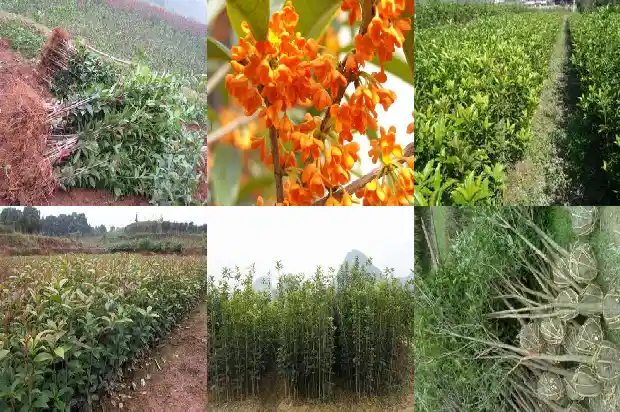 南方桂花一年开几次1682990032825