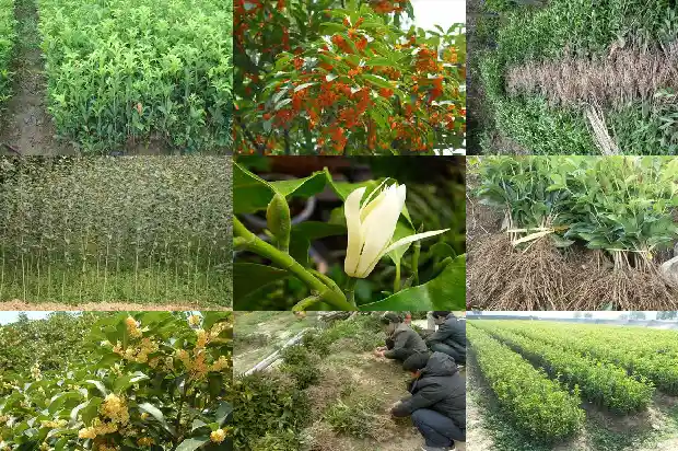桂花树存活率1682990040405