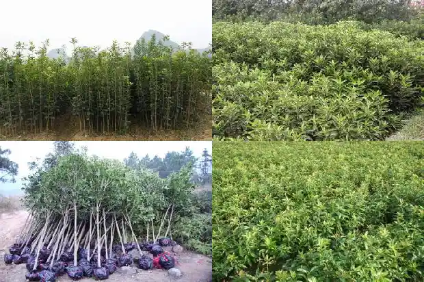 怎样繁育桂花树苗1682990050658