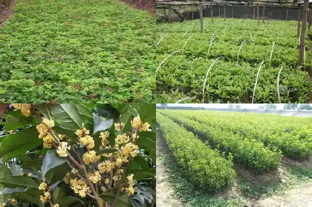怎样繁育桂花树苗1682990050706