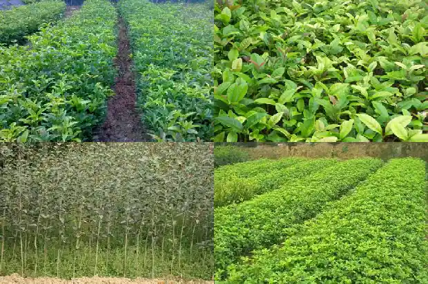 怎样繁育桂花树苗1682990050753