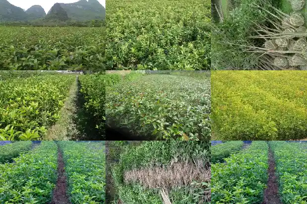 桂花树成活率高不高呀1682990058310