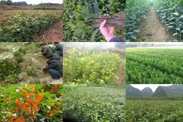 桂花树成活率高不高呀1682990058357