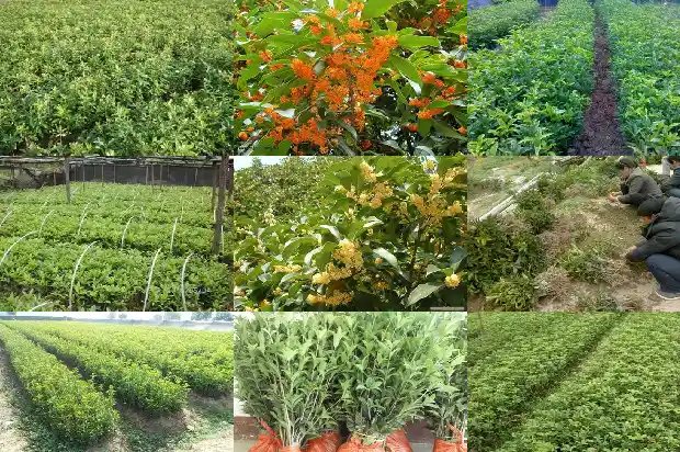 桂花树几月份栽成活率高些1682990067996