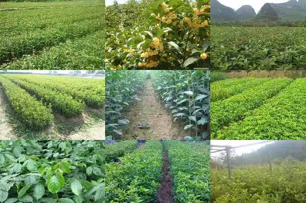 桂花树几月份栽成活率高些1682990068044