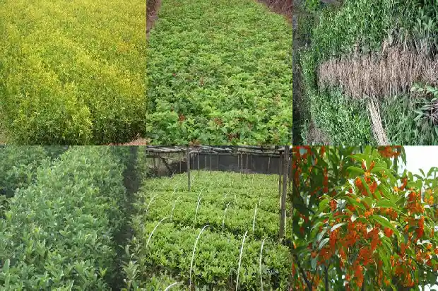 春季移栽桂花树怎样提高成活率高呢1682990078284