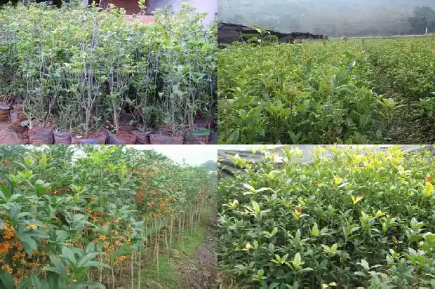 桂花树怎样栽培成活率高1682990085869