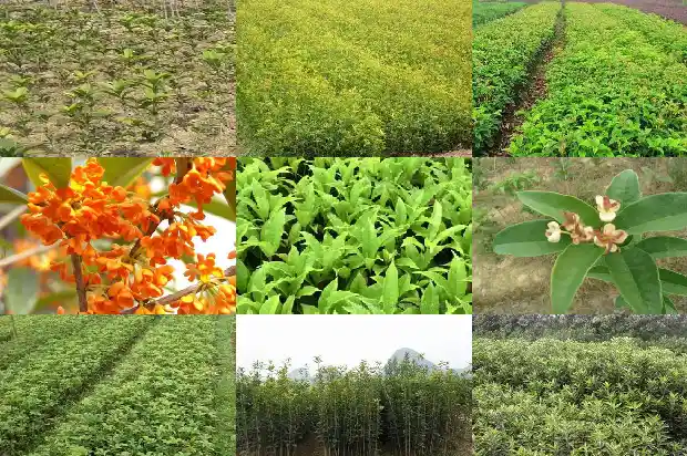 桂花树怎样栽培成活率高1682990085917