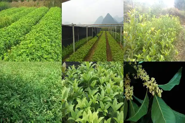 怎样栽桂花树成活率高呢1682990098829