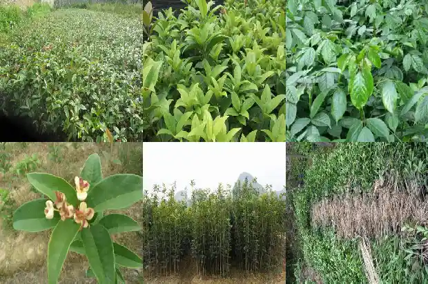怎样栽桂花树成活率高呢1682990098972