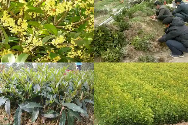 桂花怎样栽成活率高1682990106869