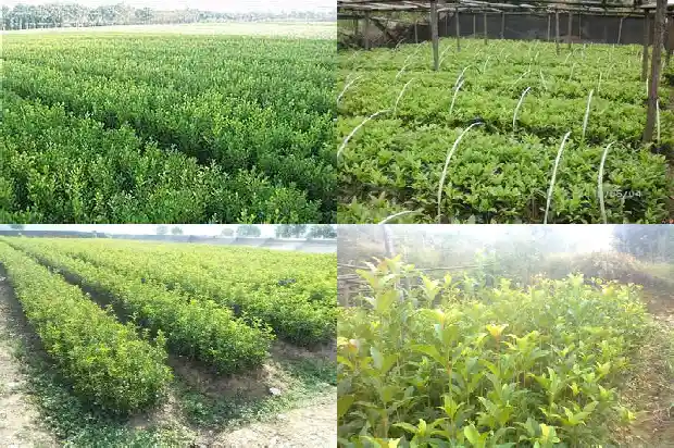 桂花怎样栽成活率高1682990106917