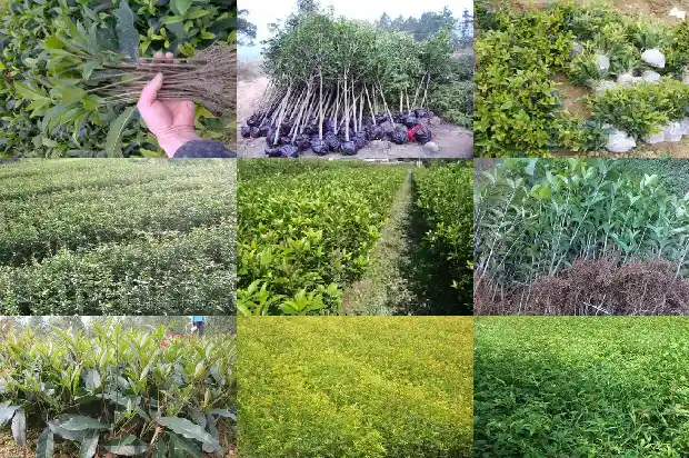 桂花树怎样才开花1682990114628