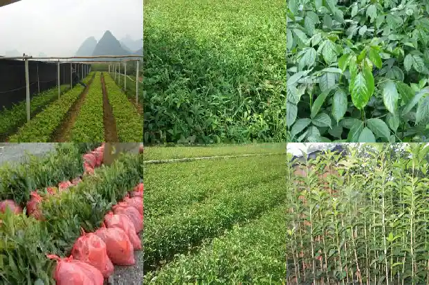 八月桂花树移栽后几年开花结果正常1682990122537