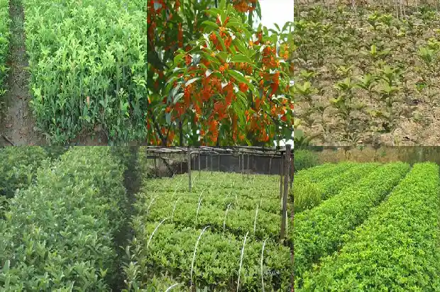 八月桂花树移栽后几年开花结果正常1682990122585
