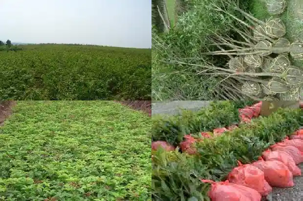 桂花8月不开花预示灾难1682990130241