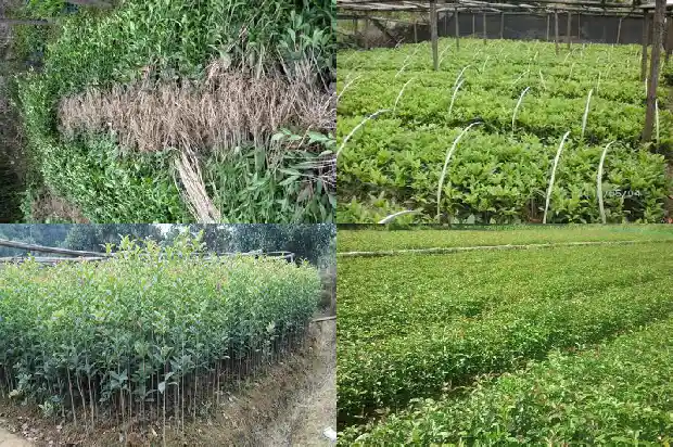 桂花8月开不开花1682990142305