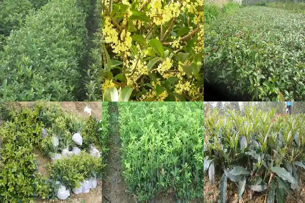 桂花8月开不开花1682990142353