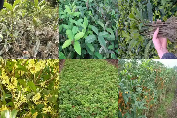 桂花8月开不开花1682990142401