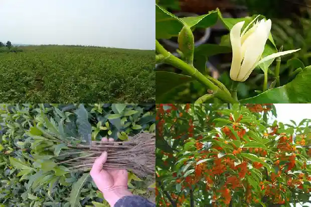 八月桂花树几年开花啊1682990150230