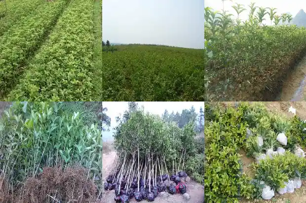 30公分的桂花树多少钱一盆1689640271699