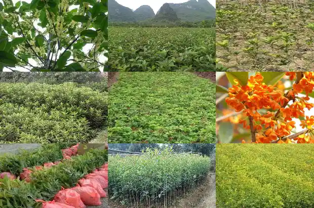 八月桂花树能不能插栽成活1682990174248
