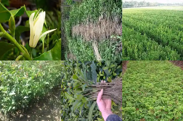 八月桂花树能不能插栽成活1682990174390