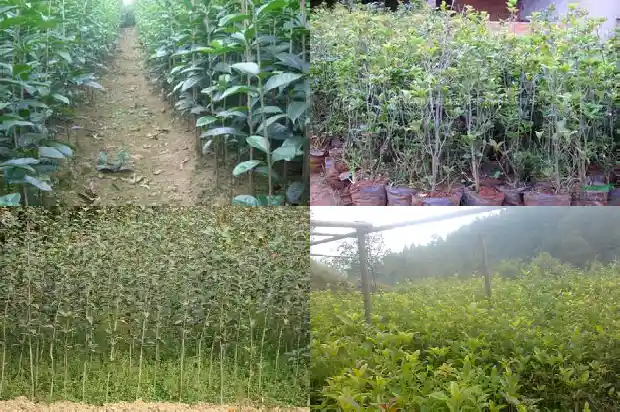 桂花树九月修剪行不行呀1682990182462
