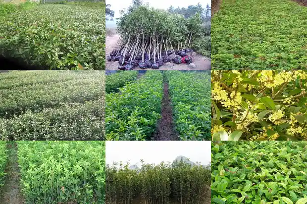 桂花树8公分需要几年1682990194504