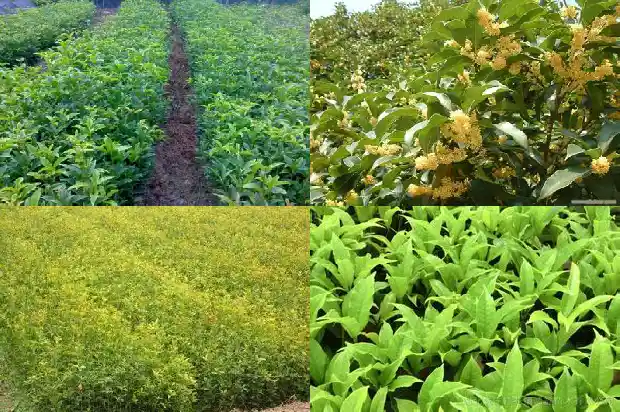 桂花树8公分需要几年1682990194552