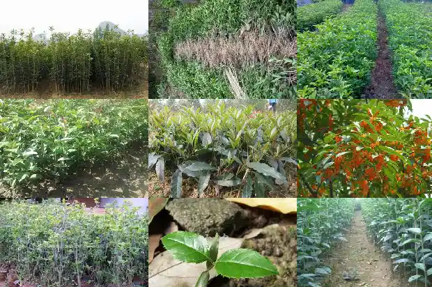 桂花树8公分需要几年1682990194600