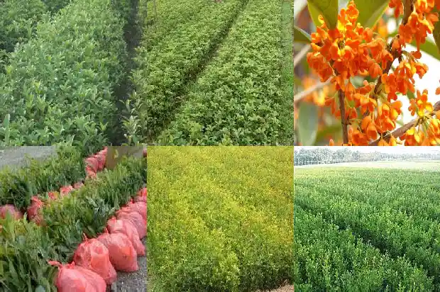 8月桂花遍地开简谱1682990219803