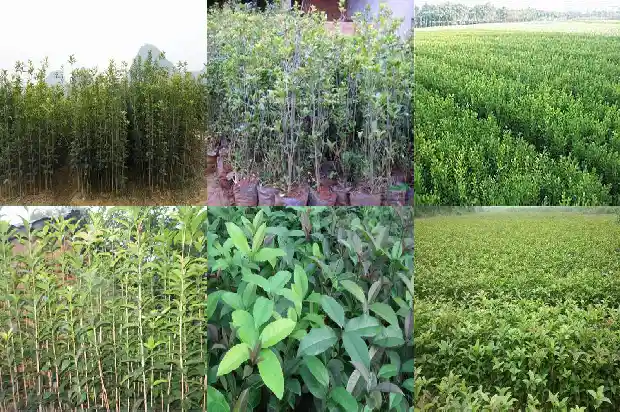 桂花植物简介1688518911606