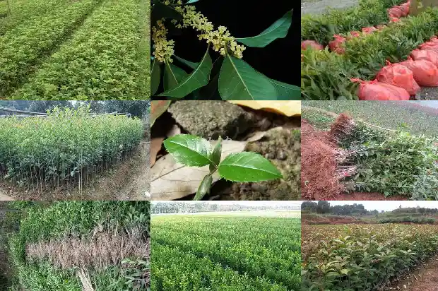 八月桂花香读后感1682990246751