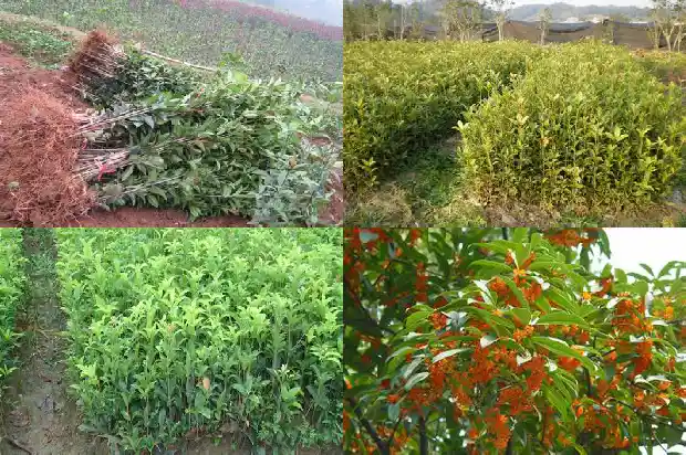 八月桂花遍地开有感1682990254665