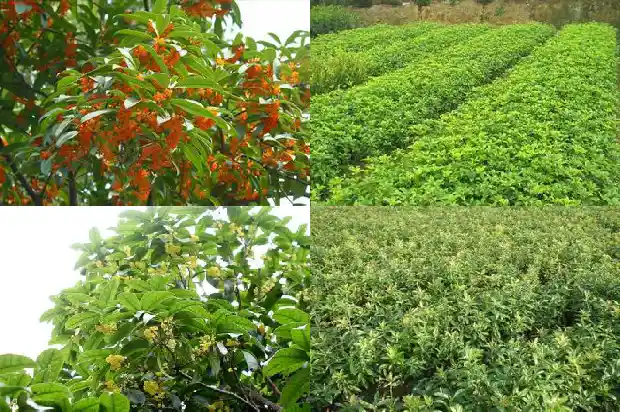 北方最大的桂花批发基地1690763350609